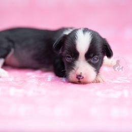 2nd pick female - Black and white female Chinese Crested puppy in Kentucky from Qilin Chinese Crested