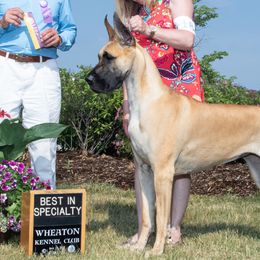 Great Danes from Rockingdane Great Danes