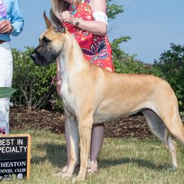 Great Danes from Rockingdane Great Danes