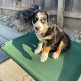 Miniature American Shepherd Puppies from HeartSong Australian Shepherds