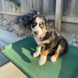 Miniature American Shepherd Puppies from HeartSong Australian Shepherds