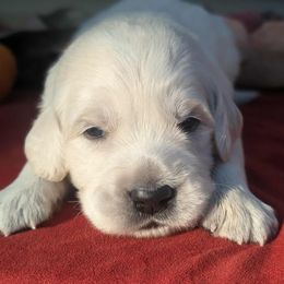 Boy 3 - Light golden male Golden Retriever puppy in Walnut Grove, Missouri from Forever Your Puppies