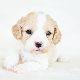 Ollie - Blenheim male Cavapoo puppy in Lawton, Oklahoma from Lindsey’s Cavies