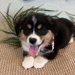 TYLER AKC - Black and tan male Pembroke Welsh Corgi puppy in Hinton, Oklahoma from Green Cloud Ranch