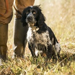 Harper - English Cocker Spaniel