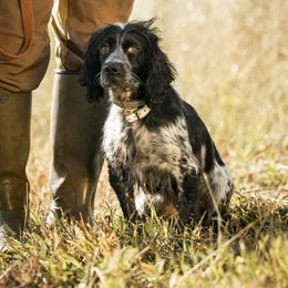 Harper - English Cocker Spaniel