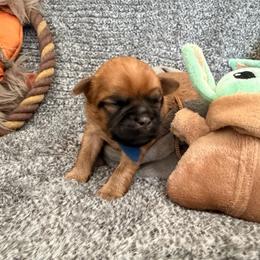 Mandolorian runt - Red male Brussels Griffon puppy in Seneca, Missouri from Stephanie’s Puppy Colony