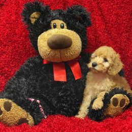 Goldendoodle Puppies from Ming’s Dynasty Doodles