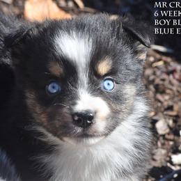 Mr Crabs - Black tri male Miniature Australian Shepherd puppy in Patterson, North Carolina from DreamLine Aussies