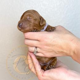 Ricotta - Red  female Goldendoodle puppy in Murrieta, California from Apricot Poodles & Goldendoodles, LLC