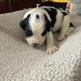 Aqua - Black and white male Saint Berdoodle puppy in Walbridge, Ohio from Jeff's St Berdoodles