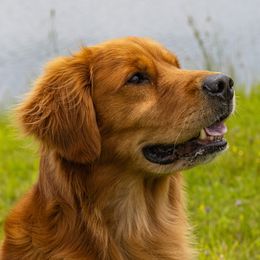 Golden Retrievers from Deer Run Goldens