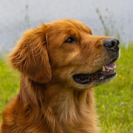 Golden Retrievers from Deer Run Goldens
