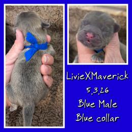 Blue collar - Blue male Shih Tzu puppy in Ethel, Mississippi from The Dog House LLC