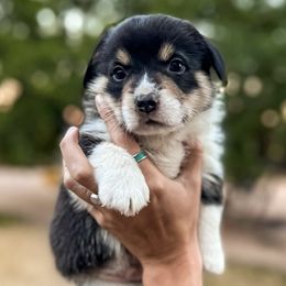 Pembroke Welsh Corgis from Poncho Villa Corgis