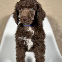 Haru (Service Dog Prospect) - Silver-beige  male Poodle puppy in Spring Hills, Florida from The Olympus Standard Poodle