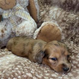Beth (Russian lines) - Dapple female Dachshund puppy in Goldthwaite, Texas from Mini Mama Dachshunds