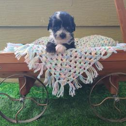 Puppy 2 - Black and white female Chinese Crested puppy in New Castle, Pennsylvania from Long Haul Cresteds & Long Rotts