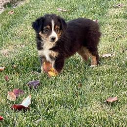 Chivas Regal - Black tri female Miniature Australian Shepherd puppy in California from Eagle River Aussies