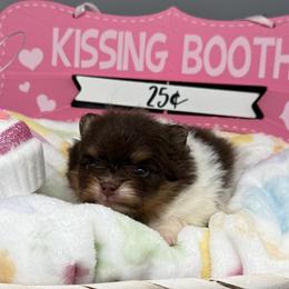 Hermione - Chocolate parti female Pomeranian puppy in Newark, Ohio from Keeperofstars Pomeranians