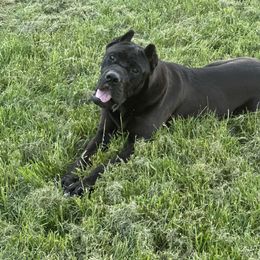 REX - Cane Corso