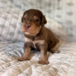 Caramel - Chocolate merle male Bernedoodle puppy in Pennsylvania from Bells Bernedoodles