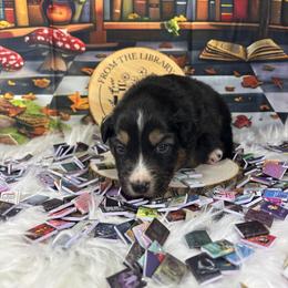Fable - Black tri-color female Australian Shepherd puppy in Fredericksburg, Virginia from Cooper Ridge Aussies