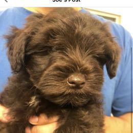 Miniature Schnauzer Puppies from JC miniature schnauzers