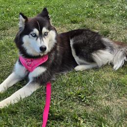 Journey - Siberian Husky
