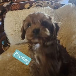 Cavapoochon Puppies from Razberry Meadows