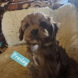 Cavapoochon Puppies from Razberry Meadows