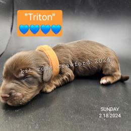 Dachshund Puppies from Wayward Home Dachshunds