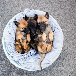 Belgian Malinois Puppies from S & S Kennel