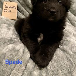Spade - Black & white male Australian Shepherd puppy in Wisconsin Dells, Wisconsin from Nicara kennel