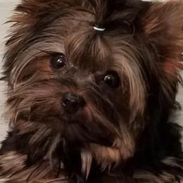 Yorkshire Terrier All Grown Up from Silver Lining