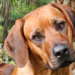 DENBE - Rhodesian Ridgeback