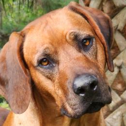 DENBE - Rhodesian Ridgeback
