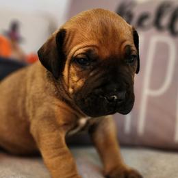 Black collar - Red Boerboel puppy in Royse City, Texas from Leontix Boerboels