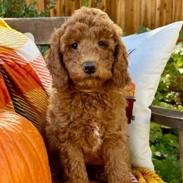 Heath - Red  Goldendoodle puppy in Rocklin, California from FurEver Yours Goldendoodles