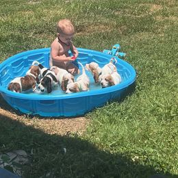 Basset Hound Puppies from Synbella's Charming Basset's