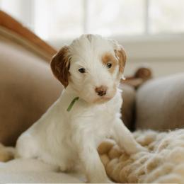 Hazelnut - Parti female Goldendoodle puppy in Hiddenite, North Carolina from Rose and Reid Doodles