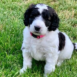 Goldendoodles from Amazing Grace Doodles