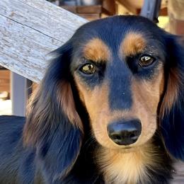 Dachshunds from Honey Hill Dachshunds