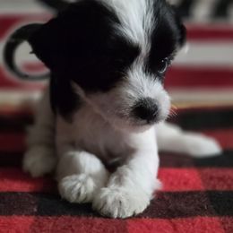 Julia - White and black Chinese Crested puppy in Utah from Mleesporties