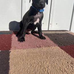 Italian Greyhound puppies from Black Hill Italian Greyhounds