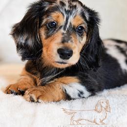 Goose - Dapple male Dachshund puppy in Waco, Texas from LHC Dachshunds