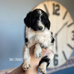 Aussiedoodles, Bernedoodles, and Goldendoodles from Imels Doodles