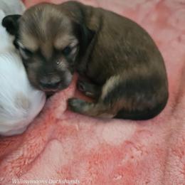 Sunset - Red female Dachshund puppy in Lebanon, Oregon from Willow Moons Dachshunds