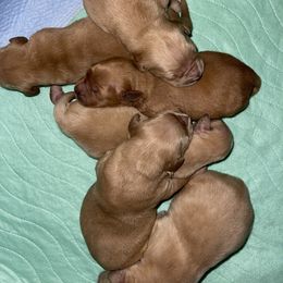 Male 1 - Golden male Golden Retriever puppy in Yucaipa, California from Blessed Goldens