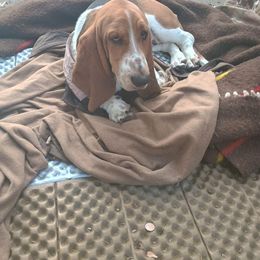Basset Hound All Grown Up from Hidden Heart Basset Hounds